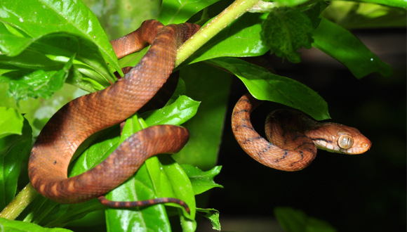 Boiga irregularis. Foto: Pavel Kirillov CC BY-SA 2.0.