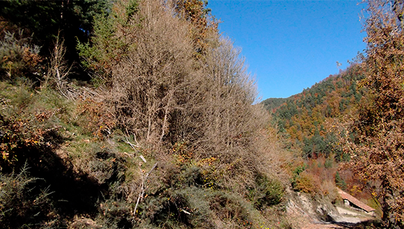 Boixeda afectada per la papallona del boix (Cydalima perspectalis). Autor: elmet (AlertaForestal).