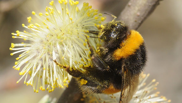 Plant-animal mutualistic networks are embedded into larger and more complex networks of interactions