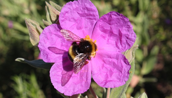 Els borinots esgoten de bon matí el pol·len de les flors d’estepa blanca. Això fa que, la resta d’insectes pol·linitzadors que visiten l’estepa, probablement puguin recollir poc pol·len.