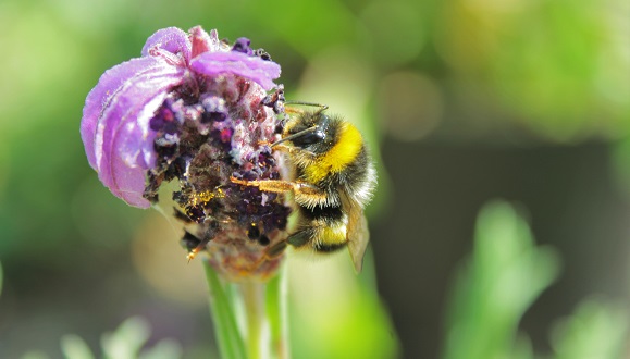 Un borinot (Bombus terrestres) pol·linitzant una planta de cap d'ase. Crèdit: Sara Reverté.