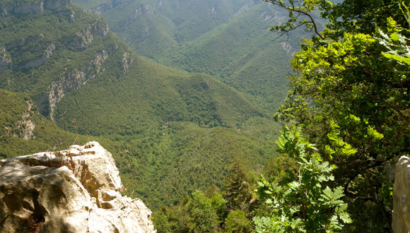 Boscos de l'Alta Garrotxa