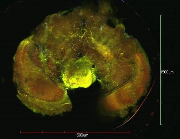 Imatge de cervell d'abella vist sota un microscopi confocal de fluorescència. Crèdit: Ferran Sayol (CCBY).