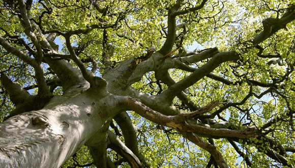 Saludable Fagus sylvatica (faig), arbre fotografiado cerca de Peaston (Escòcia) 