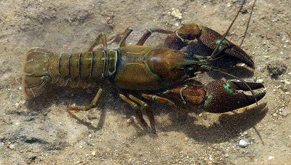 Cranc senyal (Pacifastacus leniusculus). Foto: © David Pérez (DPC), Wikimedia Commons, Licencia cc-by-sa-4.0