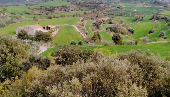 La reforestación a gran escala puede impactar en zonas de actividades agropecuarias tradicionales, provocando su abandono o el desplazamiento, causar la pérdida de otros hábitats de importancia en la conservación, la propagación de especies y plagas invasoras y reducir la disponibilidad de agua