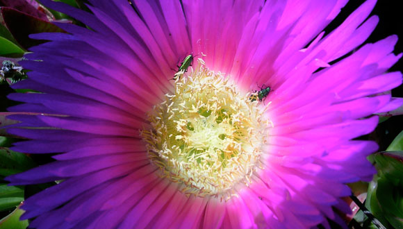 Carpobrotus sp. Autor: Ignasi Bartomeus