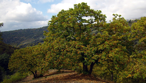 Castanyers. Foto: Allie Caulfield CC(BY)