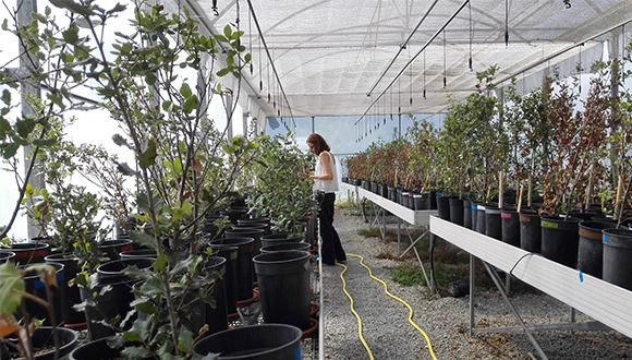 Catherine at CREAF's greenhouse