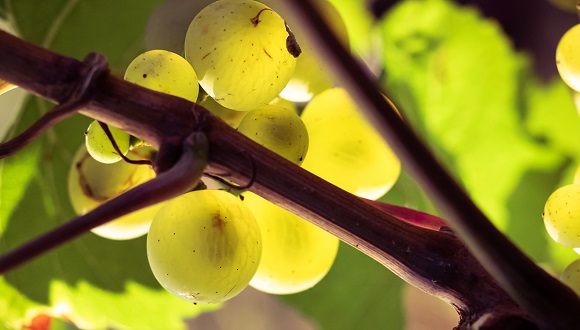 Variedad chardonnay. Fuente: stock IRTA.