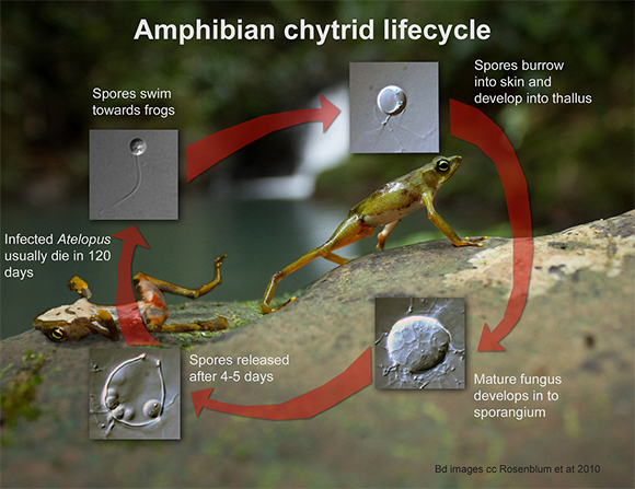 Cicle de vida del fong Batrachochytrium dendrobatidis. Infografia: Brian Gratwicke (Bd images cc Roseblum et. al. 2010) CC BY-SA via Flickr.