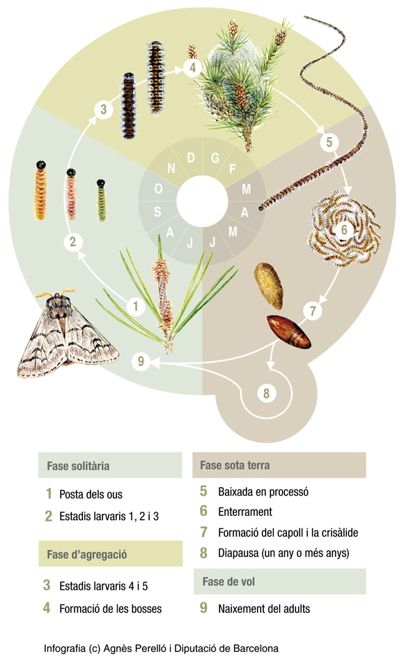 Cicle biològic de la processionària del pi (Thaumetopoea pityocampa). Font: El pi roig. Manuals de Gestió d'Hàbitats. Diputació de Barcelona i Obra Social "la Caixa".