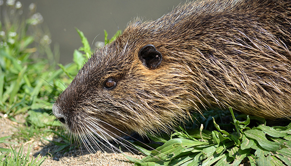 The coypu (Myocastor coypus) is an invasive mammal whose range and population sizes are increasing in Northeastern Catalonia. Credit: U-ichiro Murakami (CC BY-SA 2.0)