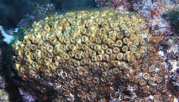 Oulastrea crispata. Foto: Associació Pesca Submarina de Barcelona, usuari d'Observadors del mar