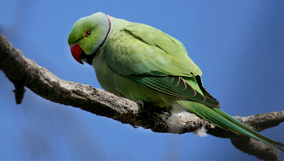 Cotorra de Kramer (Psittacula krameri). Autor: Jordi Comellas Novell. Font: Ornitho.cat, Institut Català d’Ornitologia (ICO)