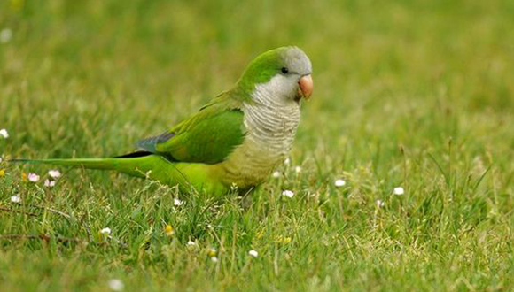 Cotorreta pitgrisa (Myiopsitta monachus). Autor: Jean Bisetti. Font: Ornitho.cat, Institut Català d’Ornitologia (ICO) 