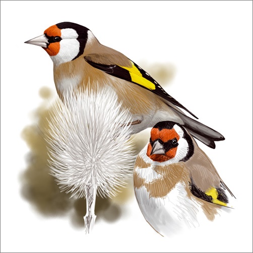 Covid_Carduelis_carduelis