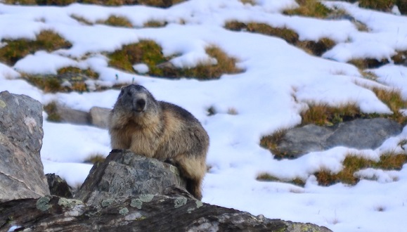 Marmota alpina en Vallter (Catalunya) este agosto de 2020. Se observa que ja tiene un peso adecuado para volver a hivernar en septiembre. Crédito: Verónica Couto.