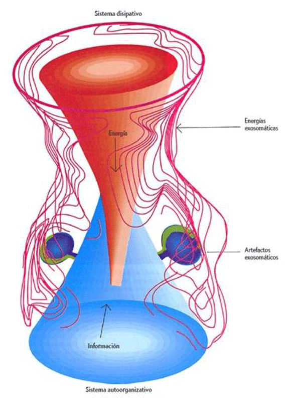 Acoblament d'un sistema dissipatiu amb un sistema auto-organitzatiu, per Ramon Margalef. Font: "La ecología, entre la vida real y la física teórica." Investigación y Ciencia, 1995.