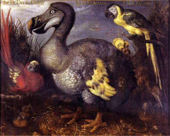 Pintura d'un dodo amb dos espècies de lloros. Autor: Roelant Savery (dècada del 1620). Donació de G. Edwards al British Museum. 