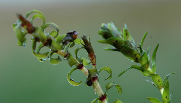 Elodea nuttallii. Foto: Bas Kers, CC BY-NC-SA