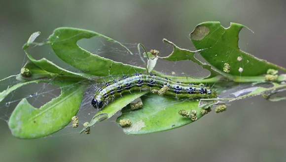 Eruga del boix. Autor: Emili Bassols i Isamat, Parc Natural de la Zona Volcànica de la Garrotxa. DTES.