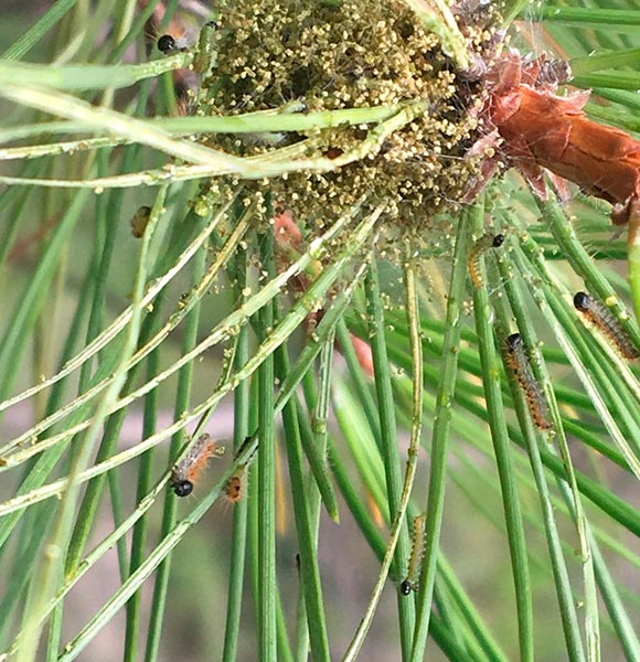 Orugas de primer estado que ya se empiezan a observar ahora los bosques.