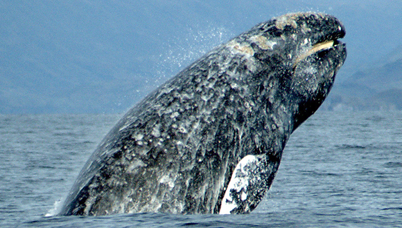 Balena atlàntica gris (Eschrichtius robustus). Foto: NOAA (CC0).