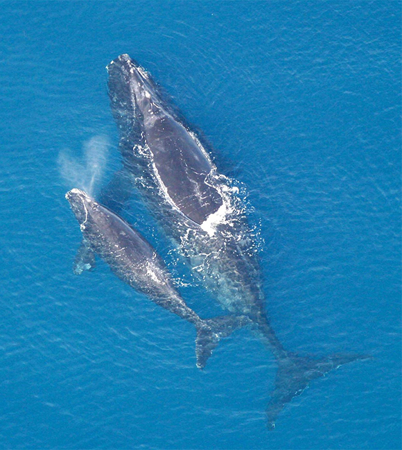 Ballena franca glacial (Eubalaena glacialis) con cría. (CC0).