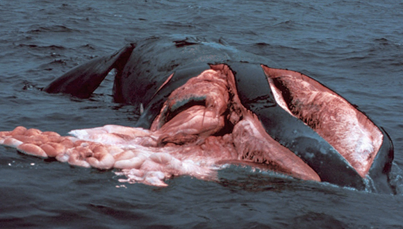 Cadáver de ballena franca glacial flotando en el mar. Foto: NOAA. (CC0).