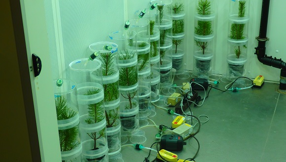 Laboratory experiment carried out by CREAF researcher Ander Achotegui-Castells and his colleagues. The trees were housed in cylinders and kept ventilated by air pumps. Photo: Ander Achotegui-Castells.