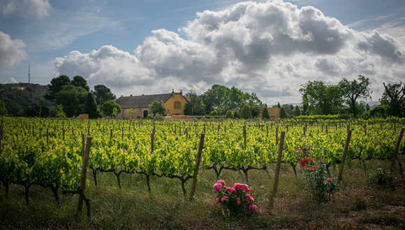 Vineyard in Mas La Plana, Familia Torres. Photo: Toni Galitó.