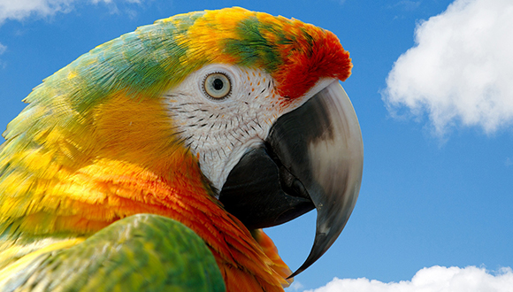 Els guacamais (Ara spp.) solen tenir coloracions molt vistoses. (CC0-PD).