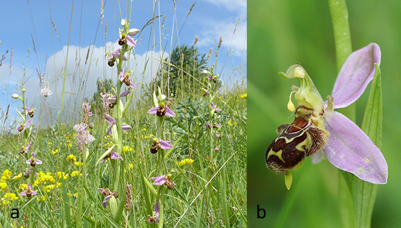 Ophrys apifera. Foto a) Bernd Haynold (CC BY-SA 4.0); b) commons.wikimedia.org (CC BY-SA 3.0).