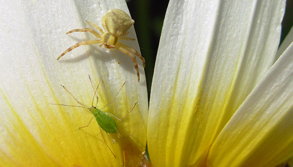 Aranya de l'espècie Thomisus onustus a punto de depredar a un pulgón. Foto: Felipe Castilla (CC BY-NC).