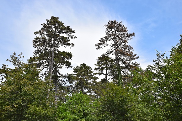 Fig 1_ Pinus nigra Trieste medium