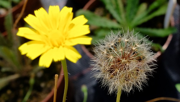 Inflorescencia e infrutescencia de la planta colonizadora Leontodon longirostris.