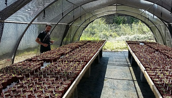 Experimento en condiciones controladas para medir los caracteres físicos (del fenotipo) en Leontodon longirostris.