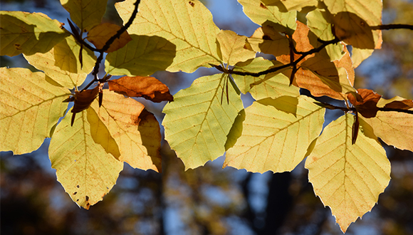 Beech leaves in a close-up. Author: Jose Luís Ordóñez 