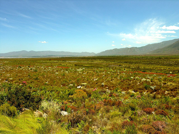 Fynbos-landscape