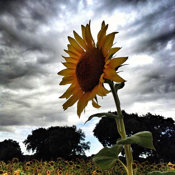 Girasol_CC_BY_NC_Molluria_Blog