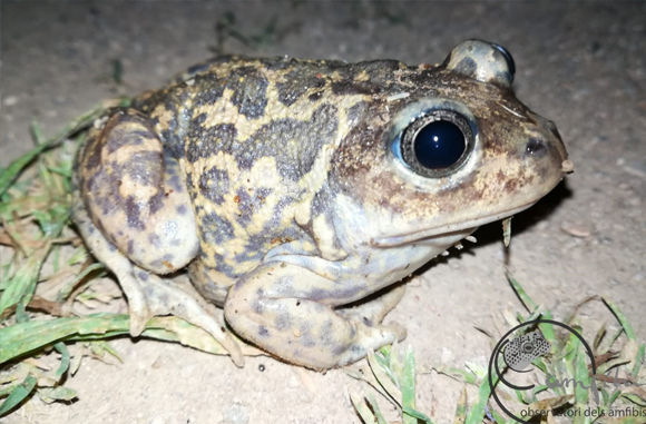 Gripau d'esperons (Pelobates cultipes). Foto: Amfíbic.