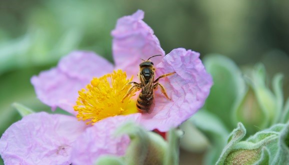 L'abella solitària Halictus scabiosae visita una flor d'estepa blanca al Montseny, la planta introduïda als experiments del CREAF. Crèdit: Sara Reverté.