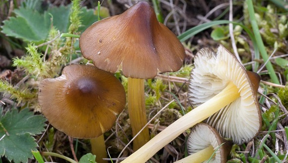 Hygrocybe_spadicea (M. Krikorev)