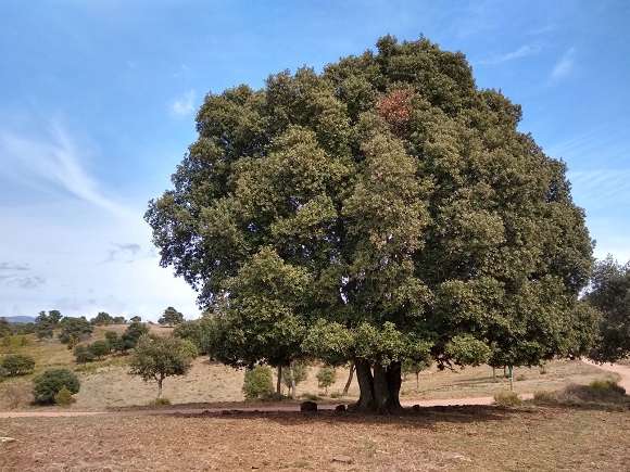 L'alzina és una de les espècies que alternen els anys de reproducció. En aquest cas, es tracta d'un sense llavors ni flors. Autor: Marcors Fernández Martínez.