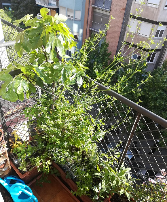 El doctorant del CREAF Luca Da Sois té un hort urbà al seu balconet de Barcelona. Crèdit: Luca Da Sois.