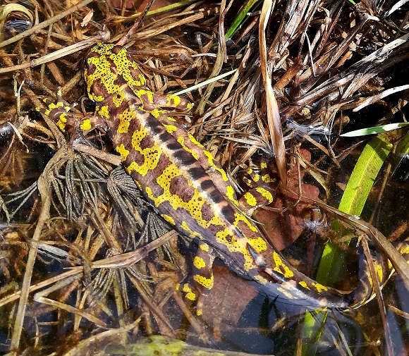 Un dels tritons adults trobats als Aiguamolls de l'Empordà. Crèdit: Observatori Amfíbic.