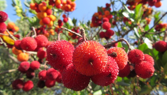 The strawberry tree is one of the non-masting plants examined in the study. Photo: Catherine Preece.