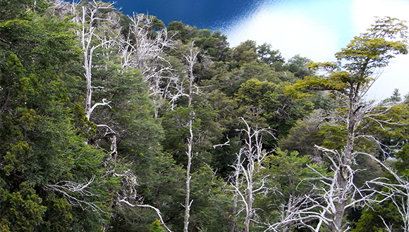 Mortalitat de Nothofagus dombeyi al Parque Nacional Nahuel Huapi (Argentina) ocorreguda durant els anys 1998-1999. Fotografia: Francisco Lloret.