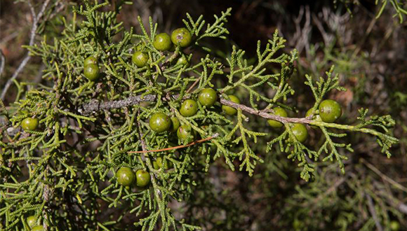 Exemplar de savina (Juniperus phoenica) amb fruits. Font: FloraCatalana.net